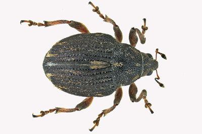 Weevil beetle - Rhinoncus pericarpius 2 m18