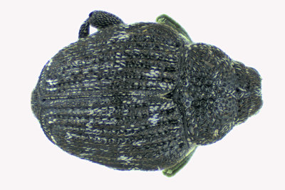 Weevil Beetle - Tribe Cnemogonini 2 m18