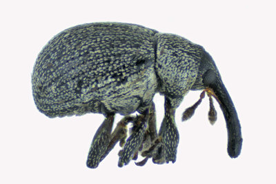 Weevil Beetle - Anthonomus robustulus 1 m18