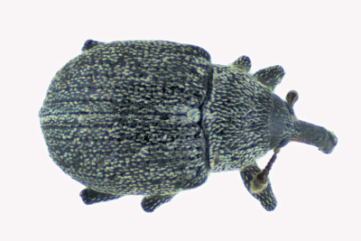 Weevil Beetle - Anthonomus robustulus 2 m18