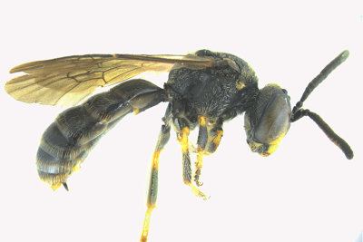 Masked Bee - Hylaeus sp2 1 m18