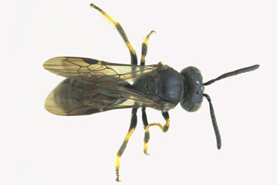 Masked Bee - Hylaeus sp2 2 m18