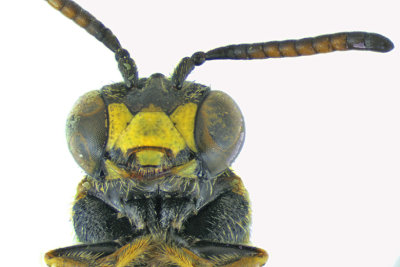 Masked Bee - Hylaeus sp2 3 m18