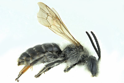 Mining Bee - Andrena sp7 1 m18