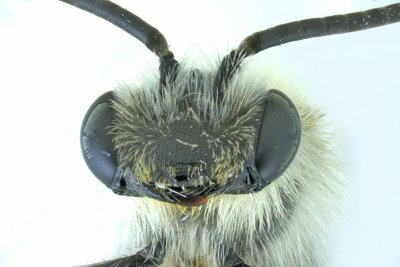 Mining Bee - Andrena sp7 2 m18