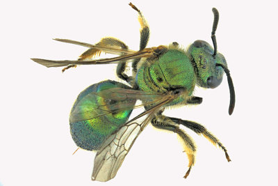 Sweat bee - Augochlorella aurata sp2 1 m18