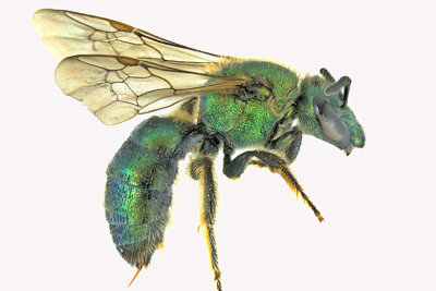Sweat bee - Augochlorella aurata sp2 2 m18