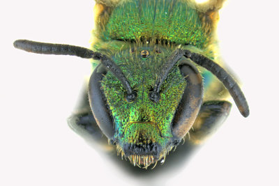 Sweat bee - Augochlorella aurata sp2 3 m18