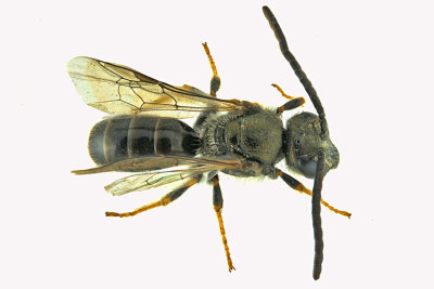 Sweat bee - Lasioglossum - Subgenus Dialictus sp1 1 m18