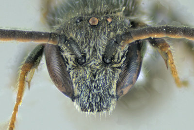 Sweat bee - Lasioglossum - Subgenus Dialictus sp1 2 m18