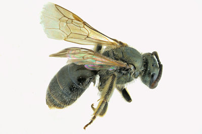Sweat bee - Lasioglossum - Subgenus Dialictus sp2 1 m18
