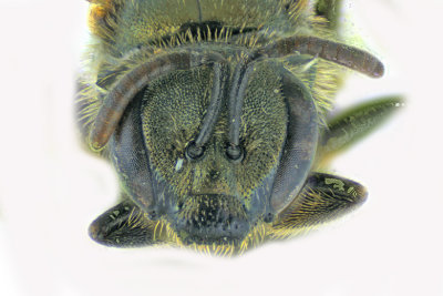 Sweat bee - Lasioglossum - Subgenus Dialictus sp2 2 m18