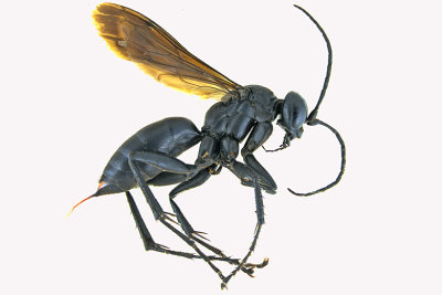 Spider Wasp - Anoplius sp3  1 m18