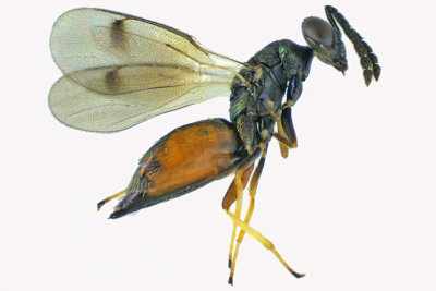 Eulophidae - Subfamily Eulophinae sp2 m18