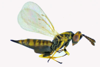 Eulophidae - Subfamily Tetrastichinae sp2 m18