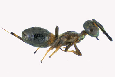 Eupelmidae - Subf Eupelminae - Eupelmus sp1 1 m18