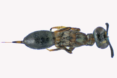 Eupelmidae - Subf Eupelminae - Eupelmus sp1 2 m18