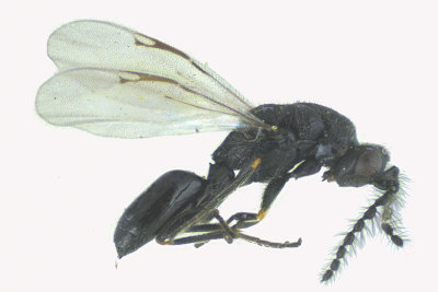 Eurytomidae - Subf Eurytominae sp6 m18