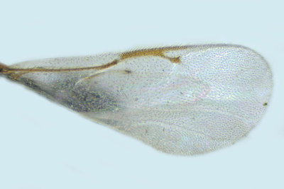 Eurytomidae - Subf Eurytominae sp8 2 m18