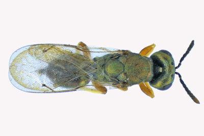 Eurytomidae - Subf Tetramesa sp2 2 m18