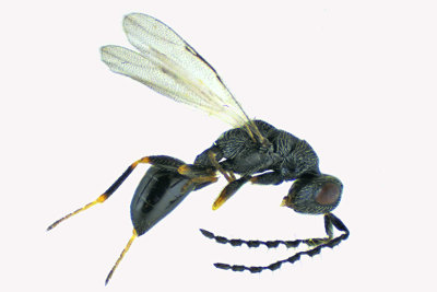 Eurytomidae wasp sp2 m18