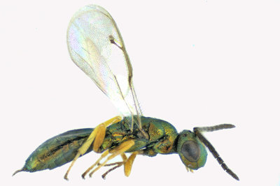 Pteromalid wasp sp7 1 m18