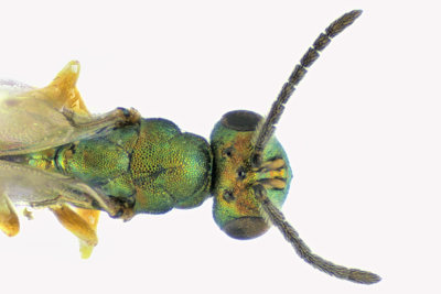 Pteromalid wasp sp7 2 m18