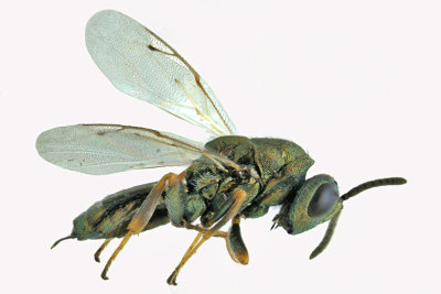 Pteromalid wasp sp8 1 m18