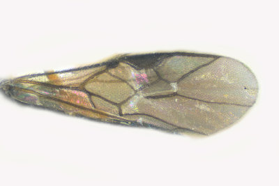 Braconid Wasp - Ascogaster sp 2 m18