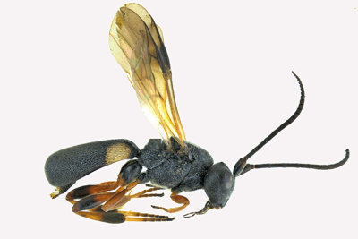 Braconid Wasp - Chelonus sp4 1 m18