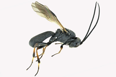 Braconid Wasp - Chelonus sp5 m18