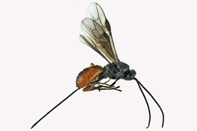 Braconid Wasp - Exothecinae-or-hormiinae sp7 1 m18