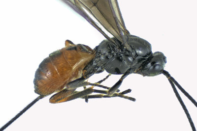 Braconid Wasp - Exothecinae-or-hormiinae sp7 2 m18