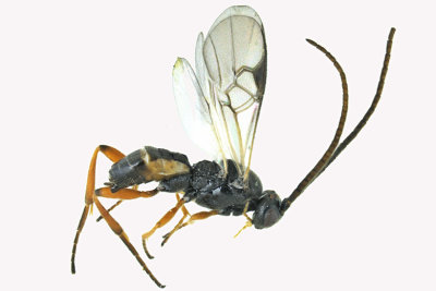 Braconid Wasp - Subfamily Microgastrinae sp8 1 m18