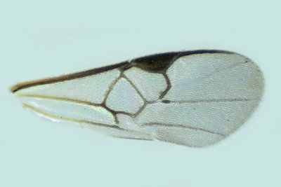 Braconid Wasp - Subfamily Microgastrinae sp8 2 m18
