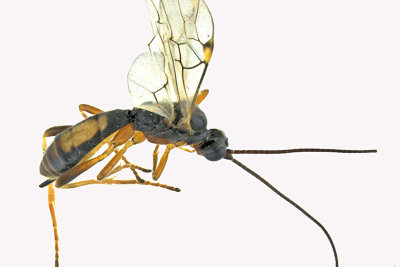 Braconid Wasp - Aleiodes scrutator sp2 1 m18 