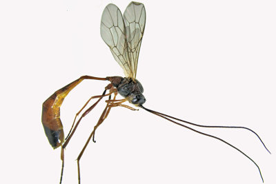 Ichneumon Wasp - Anomaloninae sp4 1 m18