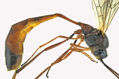 Ichneumon Wasp - Anomaloninae sp4 2 m18