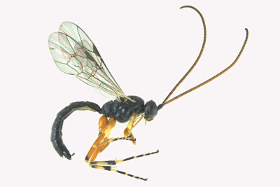Ichneumon Wasp - Glypta sp4 1 m18