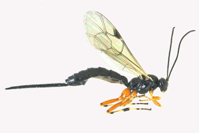 Ichneumon Wasp - Tribe Pimplini - Itoplectis 1 m18