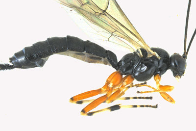 Ichneumon Wasp - Tribe Pimplini - Itoplectis 2 m18