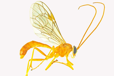 Ichneumon Wasp - Subf Tryphoninae - Netelia sp 1 m18 