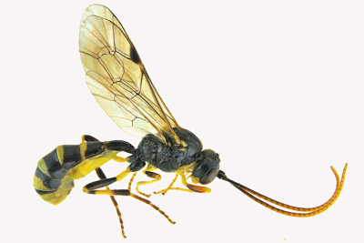 Ichneumon wasp - Tribe Tryphonini - Exenterus sp 1 m18