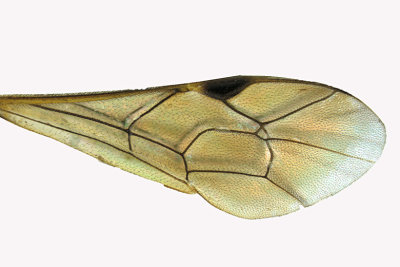 Ichneumon wasp - Tribe Tryphonini - Exenterus sp 2 m18