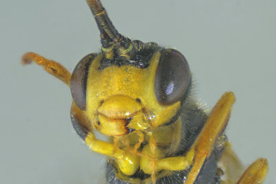 Ichneumon wasp - Tribe Tryphonini - Exenterus sp 3 m18