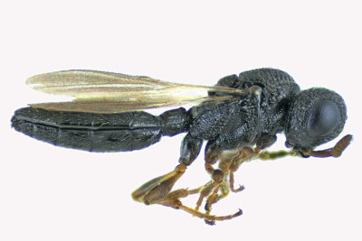 Family Platygastridae