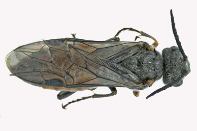 Common sawfly - Dolerus sp7 1 m18