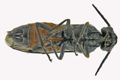 Common sawfly - Dolerus sp7 2 m18