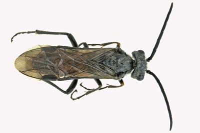 Common sawfly - Dolerus sp8 1 m18