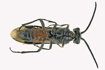 Common sawfly - Dolerus sp8 2 m18
